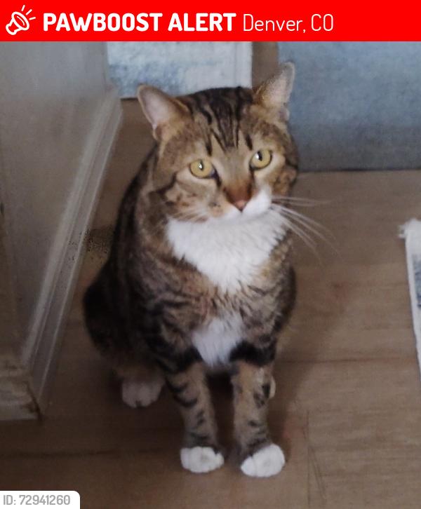 Lost Male Cat last seen Colfax and Sheridan/wolff, Denver, CO 80219