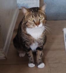 Lost Male Cat last seen Colfax and Sheridan/wolff, Denver, CO 80219