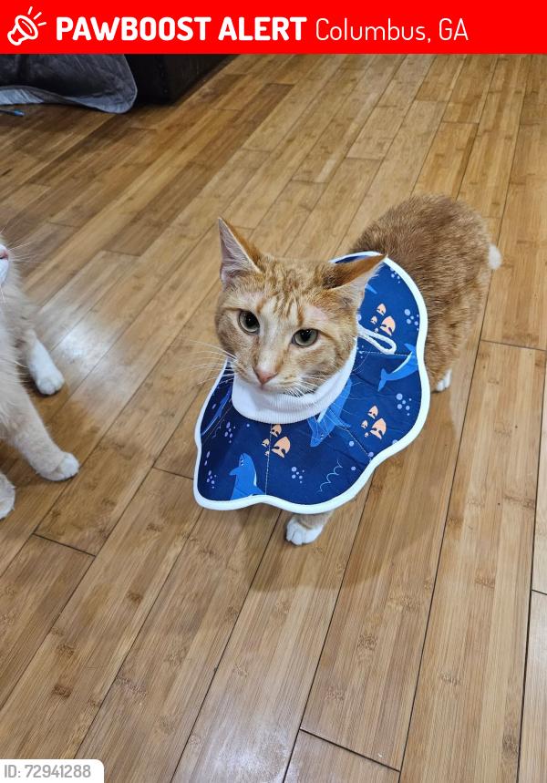 Lost Male Cat last seen Wilbur Dr , Columbus, GA 31909