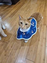 Lost Male Cat last seen Wilbur Dr , Columbus, GA 31909
