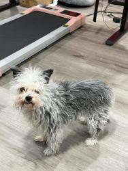 Reunited Female Dog last seen Ravencliff rd and Hallie mill rd, College Park, GA 30349