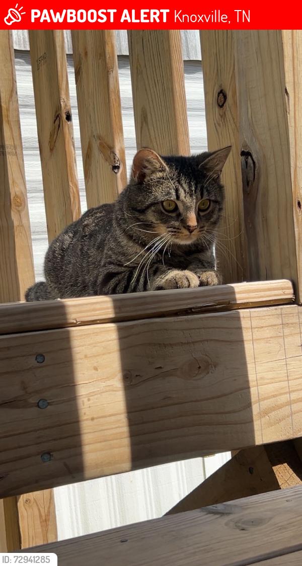 Lost Male Cat last seen Blacksferry/ Yount Road , Knoxville, TN 37931
