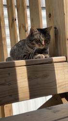 Lost Male Cat last seen Blacksferry/ Yount Road , Knoxville, TN 37931