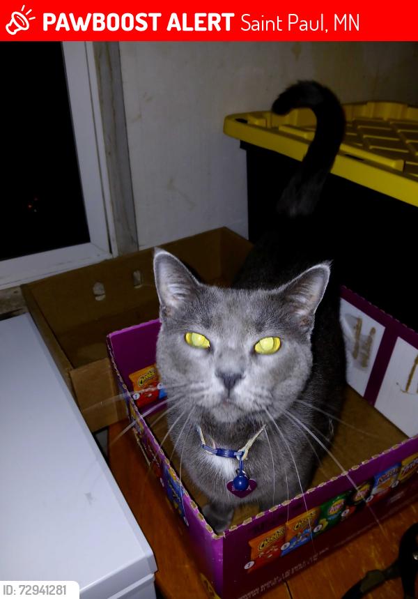 Lost Female Cat last seen 125th street and Geneva Way, Saint Paul, MN 55124