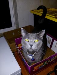 Lost Female Cat last seen 125th street and Geneva Way, Saint Paul, MN 55124