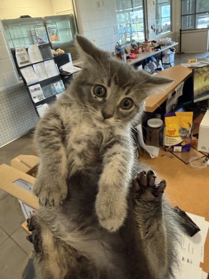 Shelter Stray Female Cat last seen Near Hyde Park Drive, 75150, TX, Mesquite, TX 75149