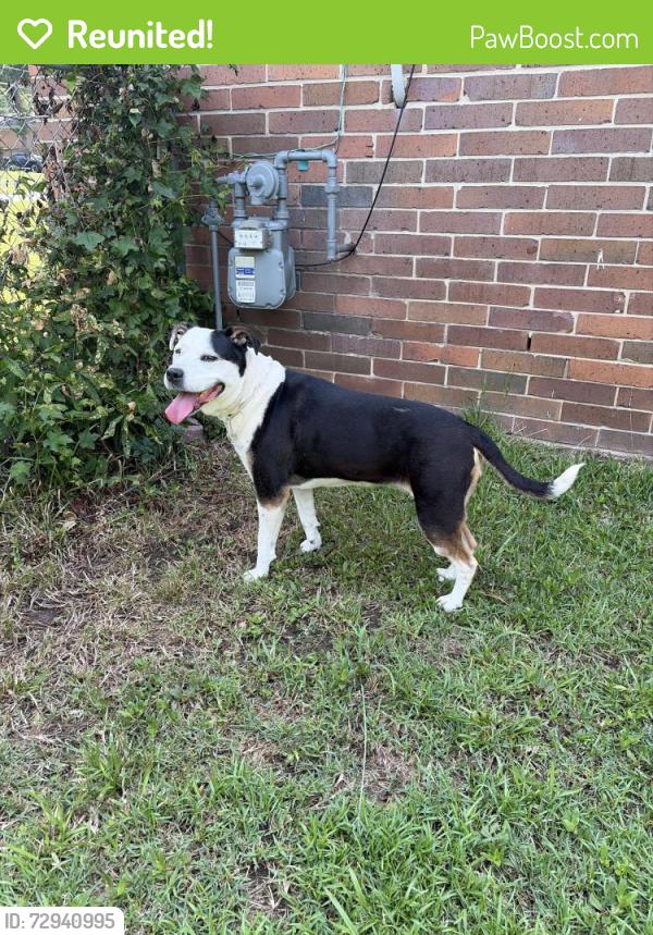Reunited Female Dog last seen Crane Ferry Rd and Pleasant Home Rd, Augusta, GA 30907