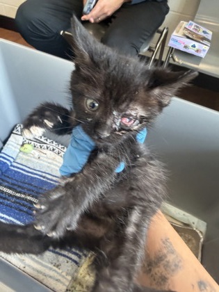 Shelter Stray Male Cat last seen Near College Dr, 70808, LA, Baton Rouge, LA 70820