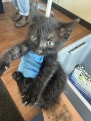 Shelter Stray Female Cat last seen Near College Dr, 70808, LA, Baton Rouge, LA 70820
