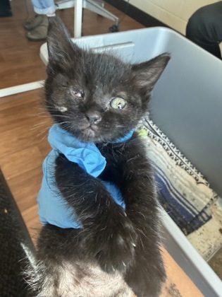 Shelter Stray Female Cat last seen Near College Dr, 70808, LA, Baton Rouge, LA 70820