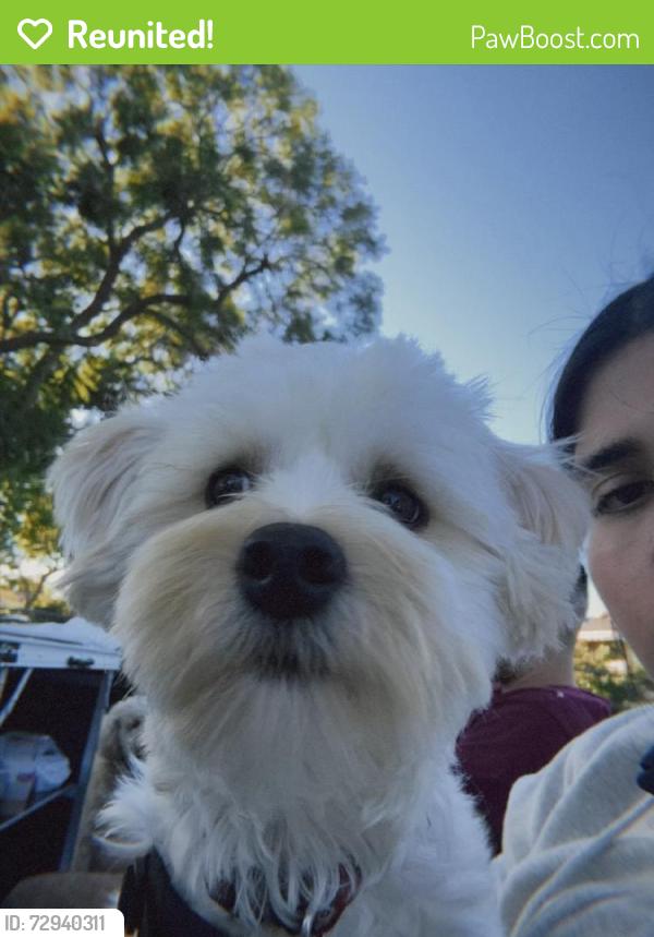Reunited Male Dog last seen Santa Ana, CA 92704, USA, Santa Ana, CA 92704