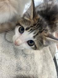 Shelter Stray Male Cat last seen Near King John Place, 70815, LA, Baton Rouge, LA 70820