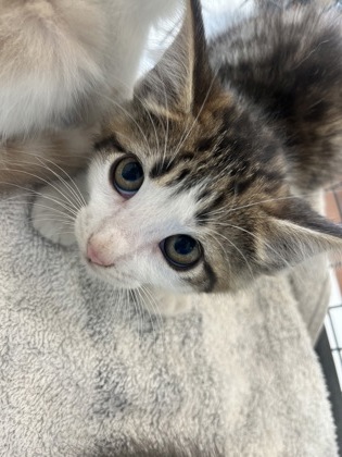 Shelter Stray Male Cat last seen Near King John Place, 70815, LA, Baton Rouge, LA 70820