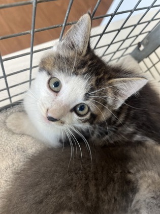 Shelter Stray Male Cat last seen Near King John Place, 70815, LA, Baton Rouge, LA 70820