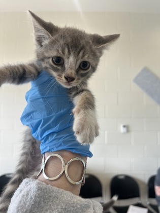 Shelter Stray Male Cat last seen Near King John Place, 70815, LA, Baton Rouge, LA 70820