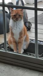 Reunited Unknown Cat last seen Brendford Road and Lupine, Smyrna, DE 19977