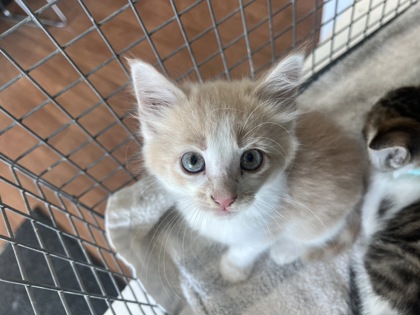 Shelter Stray Male Cat last seen Near King John Place, 70815, LA, Baton Rouge, LA 70820