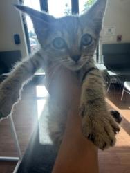 Shelter Stray Male Cat last seen Near Jasper Ave, 70810, LA, Baton Rouge, LA 70820