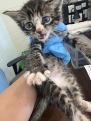 Shelter Stray Male Cat last seen Near Ridgely Dr, 70809, LA, Baton Rouge, LA 70820