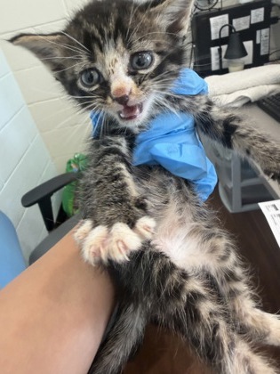 Shelter Stray Male Cat last seen Near Ridgely Dr, 70809, LA, Baton Rouge, LA 70820