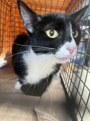 Shelter Stray Female Cat last seen Near W Jamaica Dr, 70815, LA, Baton Rouge, LA 70820