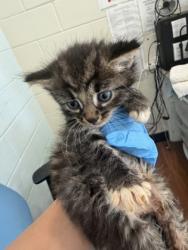 Shelter Stray Male Cat last seen Near Ridgely Dr, 70809, LA, Baton Rouge, LA 70820