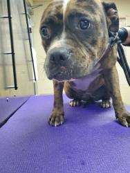 Shelter Stray Female Dog last seen North Charleston, SC 29406, North Charleston, SC 29406
