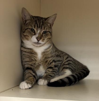 Shelter Stray Male Cat last seen Near Sable Drive, Stone Mountain  30083, 30083, GA, Atlanta, GA 30341
