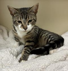 Shelter Stray Male Cat last seen Near Sable Drive, Stone Mountain  30083, 30083, GA, Atlanta, GA 30341