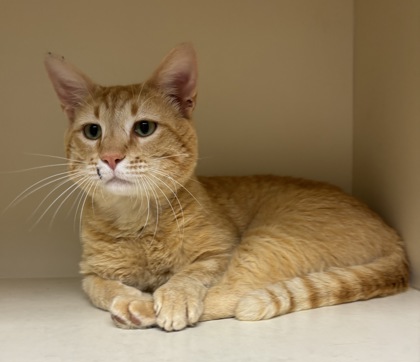 Shelter Stray Male Cat last seen Near Lionsgate Ct, Lithonia, GA 30038, 30038, GA, Atlanta, GA 30341