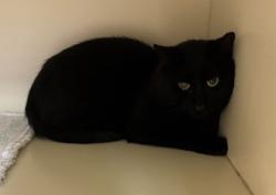 Shelter Stray Male Cat last seen Near Peachtree Road Atlanta, 30319, 30319, GA, Atlanta, GA 30341