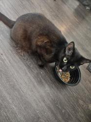 Reunited Female Cat last seen Cypress N Houston, Houston, TX 77429