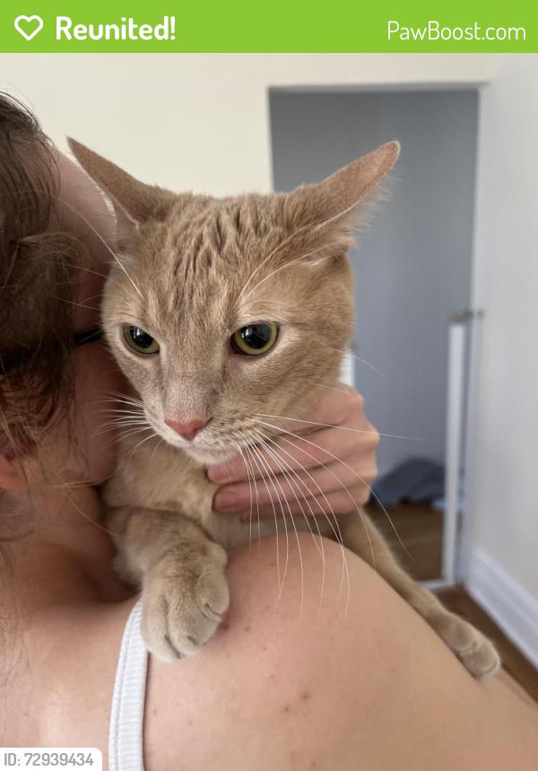 Reunited Male Cat last seen 85th st and fort hamilton, Brooklyn, NY 11209