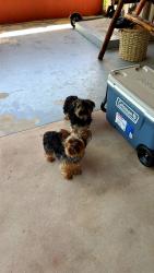 Lost Male Dog last seen 7th Ave and ironton st , Aurora, CO 80010