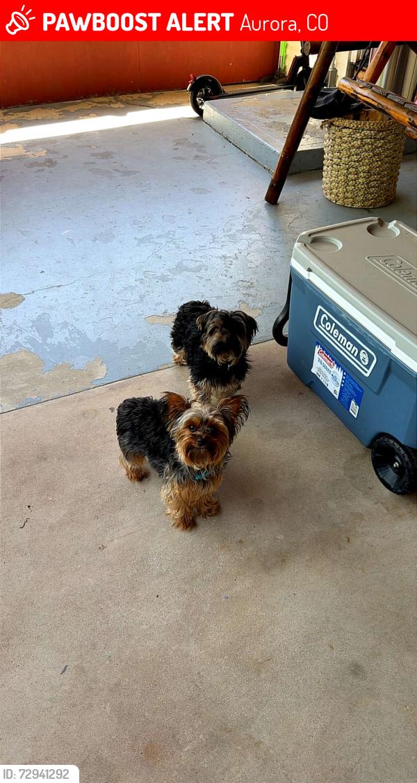 Lost Male Dog last seen 7th Ave and ironton st, Aurora, CO 80010