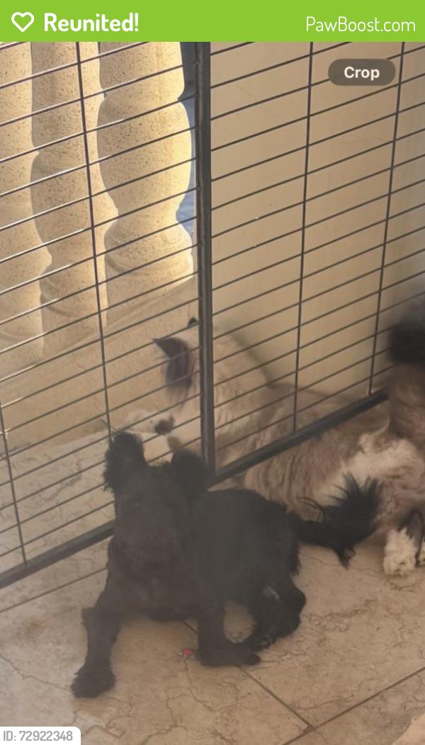 Reunited Female Dog last seen Lorencita dr , Monte verde, Covina, CA 91724