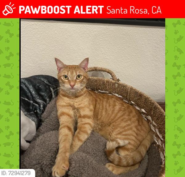 Lost Female Cat last seen Wikiup, off Carriage Lane, Santa Rosa, CA 95403