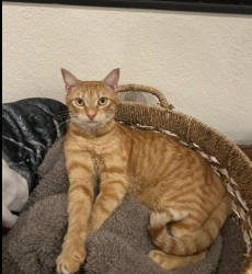 Lost Female Cat last seen Wikiup, off Carriage Lane, Santa Rosa, CA 95403