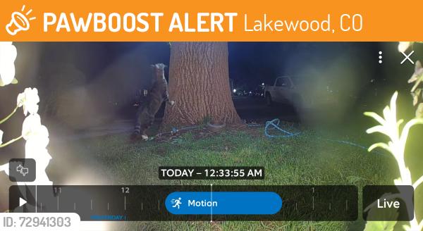 Found/Stray Unknown Cat last seen Estes and Floyd , Lakewood, CO 80227