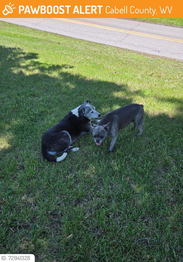 Found/Stray Unknown Dog last seen Shawnee Dr Huntington wv 25705, Cabell County, WV 25705