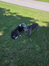 Found/Stray Unknown Dog last seen Shawnee Dr Huntington wv 25705, Cabell County, WV 25705