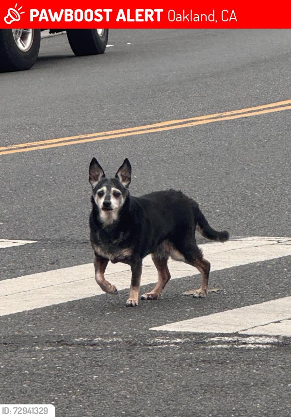 Lost Unknown Dog last seen Walking around 38th Ave on Allendale, Oakland, CA 94619