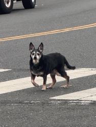 Lost Unknown Dog last seen Walking around 38th Ave on Allendale, Oakland, CA 94619