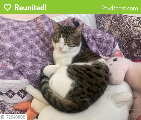 Reunited Female Cat last seen Chateaubriand and Cherrier, Montréal, QC H2L 4G9