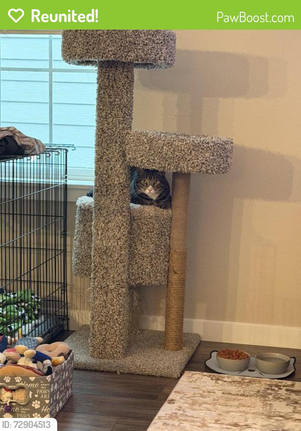 Reunited Male Cat last seen Tutt and North Carefree On Ivy Hill Drive 80922, Colorado Springs, CO 80922