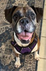 Reunited Unknown Dog last seen Columbia SC, Columbia, SC 29211