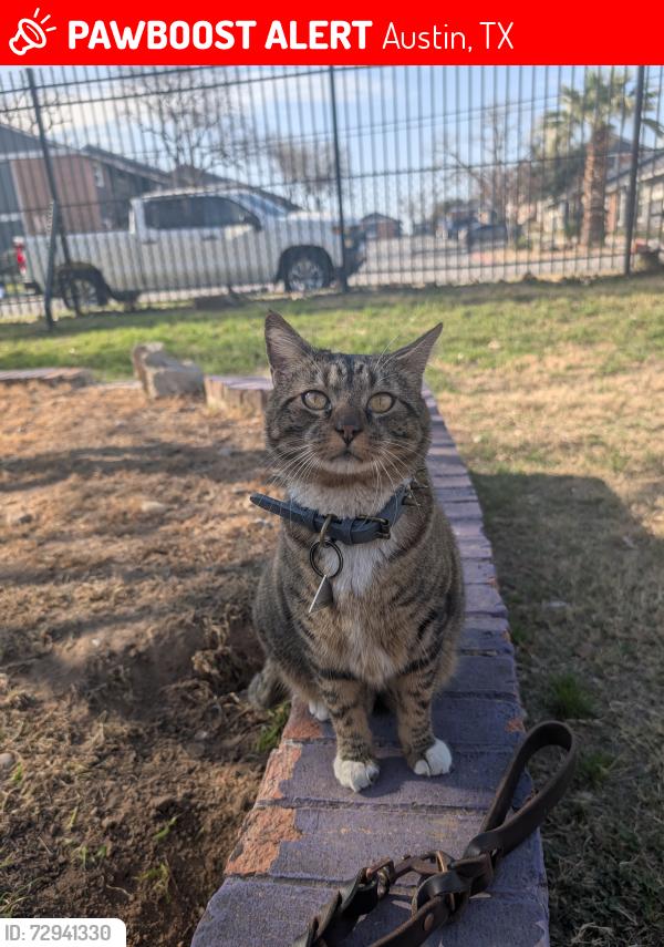 Lost Male Cat last seen Creeks side on parmer , Austin, TX 78754