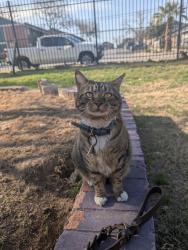 Lost Male Cat last seen Creeks side on parmer , Austin, TX 78754