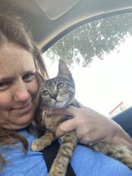 Lost Female Cat last seen Cypress N Houston, Houston, TX 77429