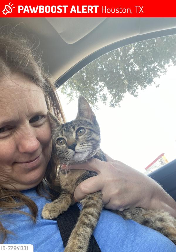 Lost Female Cat last seen Cypress N Houston, Houston, TX 77429